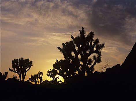 约书亚树,短叶丝兰,日落,约书亚树国家公园,加利福尼亚,美国