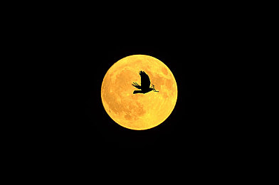 月圆之夜图片
