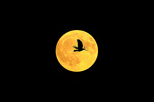 满月,剪影,乌鸦,夜晚,月亮,圆,橙色,动物,鸟,飞行,枝条,两个,鸟窝,建筑,暗色,概念,神秘,宽阔,阶段,野生动物