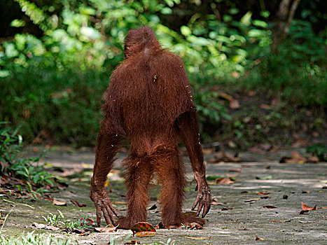 猩猩,黑猩猩,走,小路,婆罗洲,马来西亚