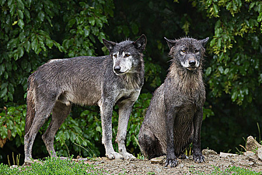 大灰狼,狼,非洲野犬属,雨,禁猎区,巴伐利亚,德国