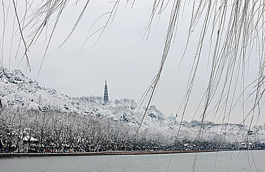 雪后的西湖柳枝