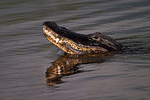 美国短吻鳄,游泳,大沼泽地国家公园,佛罗里达