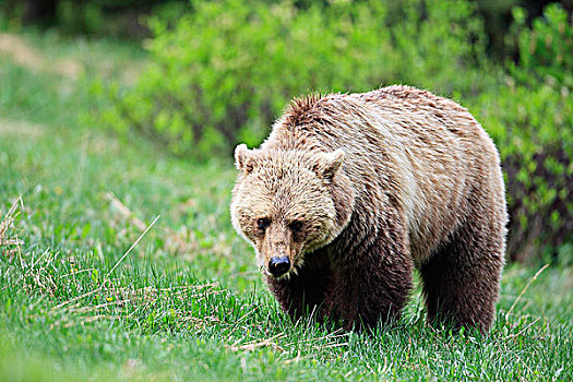 大灰熊,棕熊,加拿大西部