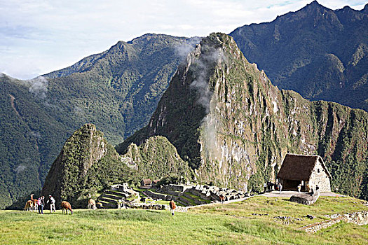 秘鲁,旅游,喇嘛