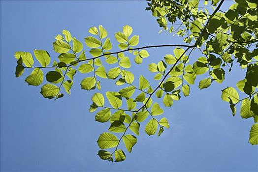 年轻,山毛榉