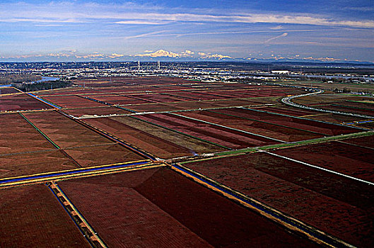 俯视,蔓越莓,农场,山谷,不列颠哥伦比亚省,加拿大