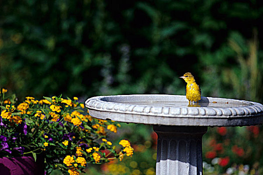 果园,黄鹂,雌性,浴,鸟澡盆,靠近,花园