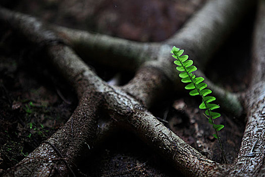 树皮树根与小草