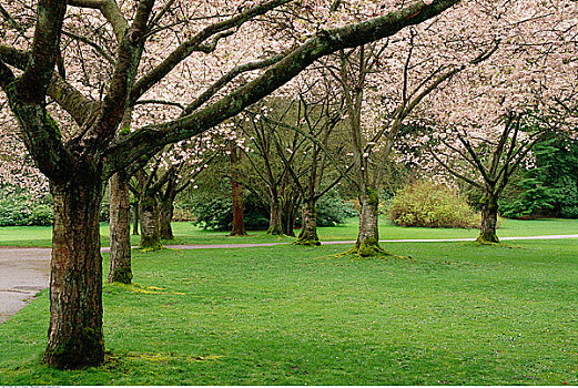 樱桃树,史坦利公园,温哥华,不列颠哥伦比亚省,加拿大