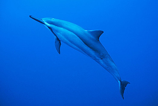 飞旋海豚,长吻原海豚,小笠原群岛,日本,亚洲