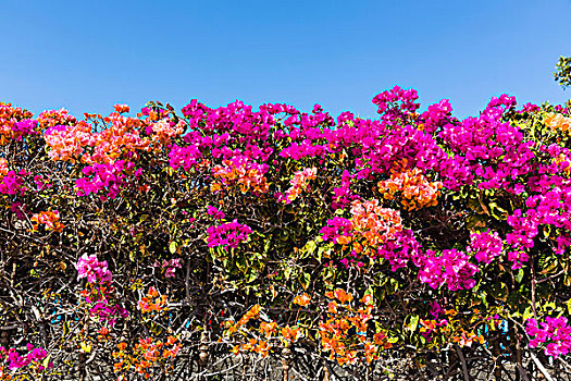 彩色,叶子花属,花,盛开,普拉亚布兰卡,兰索罗特岛,加纳利群岛,西班牙