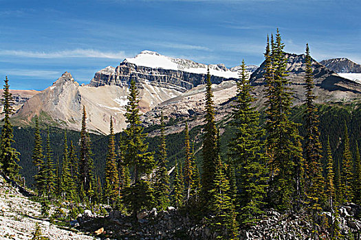 山脉,雪,蓝天,树,土地,不列颠哥伦比亚省,加拿大
