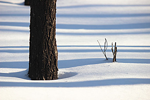 冬季,雪,影