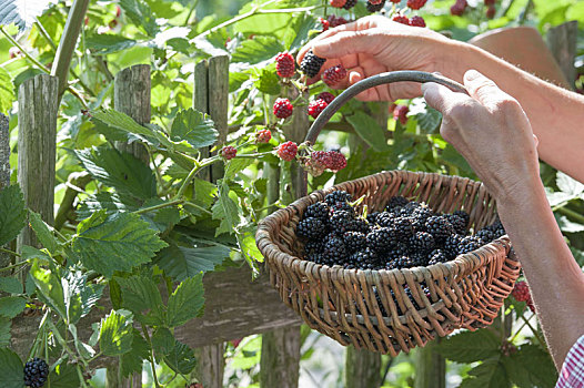 女人,挑选,黑莓,有机,花园,栅栏