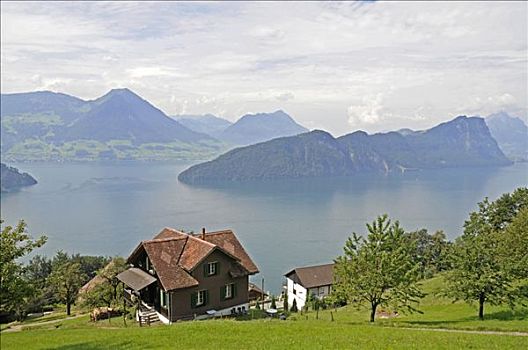 农场,山峦,琉森湖,瑞士,欧洲