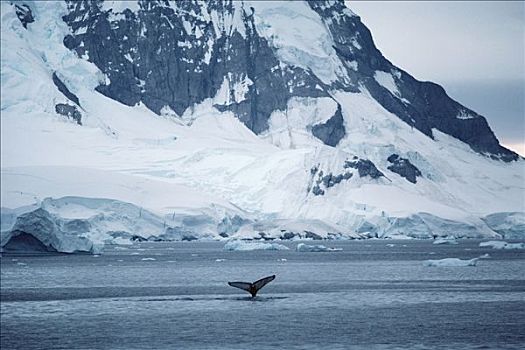 驼背鲸,大翅鲸属,鲸鱼,尾部,南极