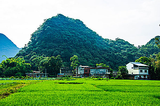 桂林田园风光