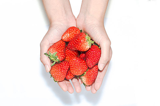 特写女人双手捧起草莓在白色背景上