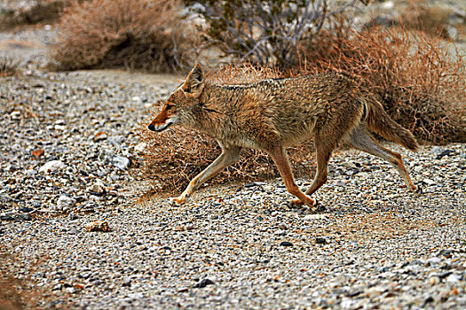 丛林狼,犬属,保护色,干燥,灌木,靠近,死亡谷国家公园,莫哈维沙漠,加利福尼亚,美国