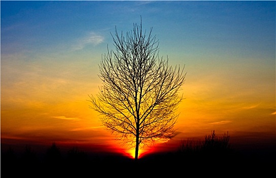 树,日落