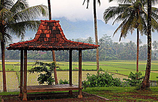 印度尼西亚,爪哇,靠近,婆罗浮屠,风景,稻田