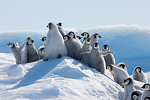 帝企鹅,幼禽,攀登,小,冰,雪丘岛,南极