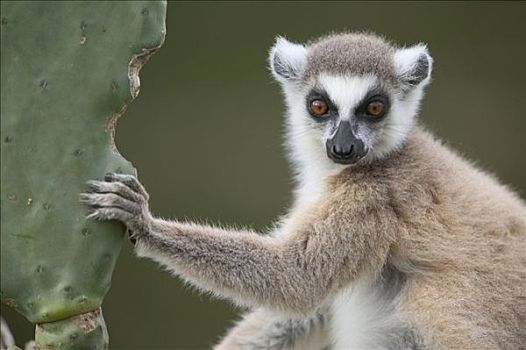 节尾狐猴,狐猴,坐,仙人掌,脆弱,贝伦提私人保护区,马达加斯加