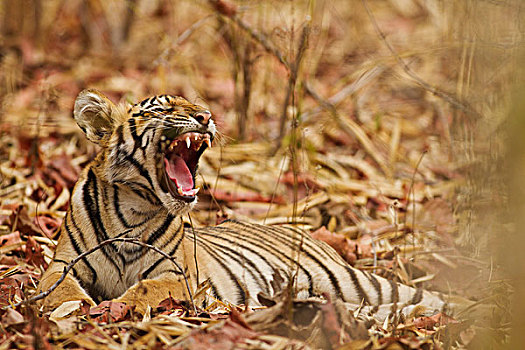 皇家,孟加拉虎,幼兽,哈欠,虎,自然保护区,印度