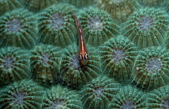 珊瑚,塞舌尔,印度洋,俯视