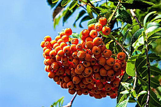 串,花楸果,特写,图像,浆果,花楸,树