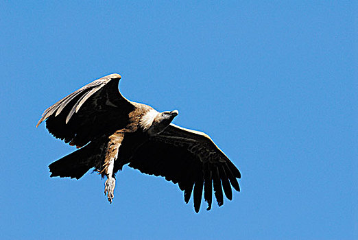 粗毛秃鹫,兀鹫,飞,卡塞雷斯,安达卢西亚,西班牙
