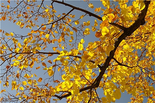 秋季,酸橙树,秋天