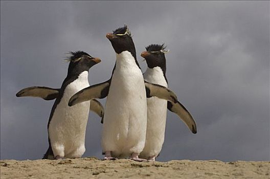 凤冠企鹅,南跳岩企鹅,三个,海滩,鹅卵石,岛屿,福克兰群岛