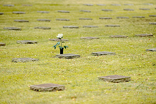 墓地,白色蔷薇,纪念,军事墓地,一个,战争,墓穴,场所,德国,受害者,第二次世界大战,勃兰登堡,欧洲