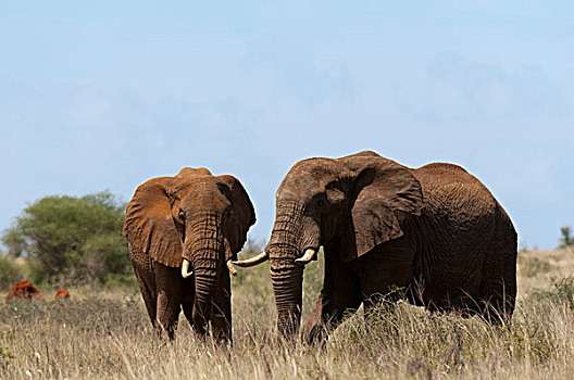 大象,非洲象,禁猎区,查沃,肯尼亚