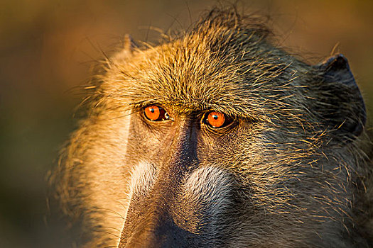 非洲,博茨瓦纳,乔贝国家公园,特写,眼睛,南非大狒狒,豚尾狒狒,坐,早晨,太阳,乔贝,河