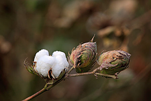 棉花