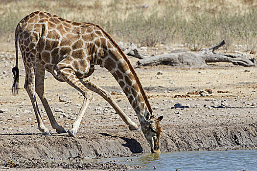 长颈鹿,喝,埃托沙国家公园,纳米比亚,非洲