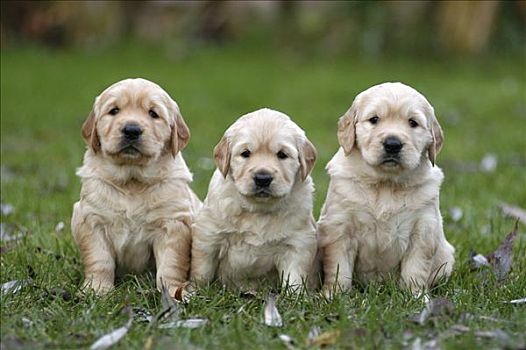三个,金毛猎犬,小动物,坐,草地