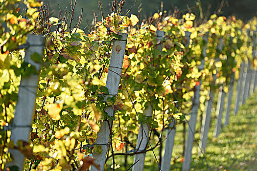 普通,葡萄藤,葡萄,酿酒葡萄,葡萄园,叶子,逆光,秋天