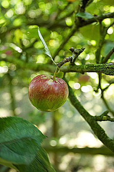苹果树