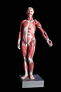解剖模型,肌肉