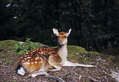 扁角鹿,黇鹿,雌性,休息,俘获,瑞士,欧洲