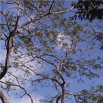 树,哥斯达黎加