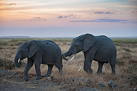 非洲大象107