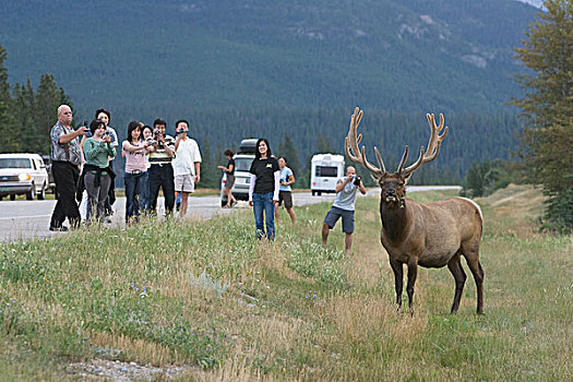 美洲,麋鹿,鹿属,鹿,雄性动物,旅游,道路,碧玉国家公园,艾伯塔省,加拿大