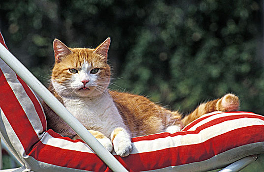红色,白色,家猫,休息,折叠躺椅
