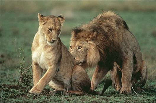 非洲狮,狮子,接近,女性,塞伦盖蒂国家公园,坦桑尼亚
