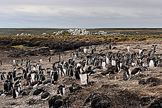 生物群,巴布亚企鹅,岛屿,福克兰群岛